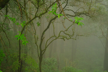 blurred mysterious jungle landscape, trunks deciduous rainforest, tropical trees, mystical...