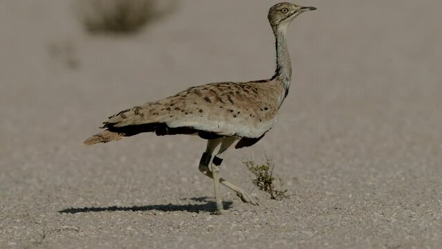 Houbara bustard in the desert of Bahrain