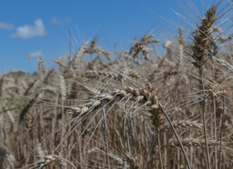 Fototapeta premium Ears of barley on a summer field. Concept of agriculture and harvesting.