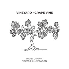 Grapevine. A hand-drawn vineyard vector illustration, captured in an elegant monochrome vintage style. 