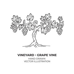 Grapevine. A hand-drawn vineyard vector illustration, captured in an elegant monochrome vintage style.  - obrazy, fototapety, plakaty