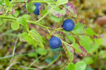 Blueberry berry.Blueberry fruits in the forest. Picking blueberries in the summer in the forest.