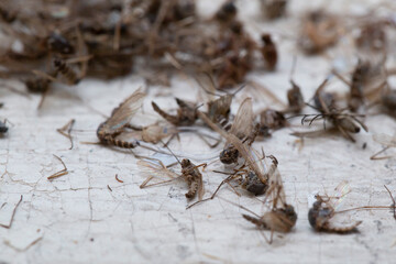 Dead mosquitoes are lying on the window.An effective remedy against mosquitoes.