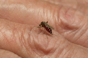 A mosquito sits on a person's arm and drinks blood.Insect pests.