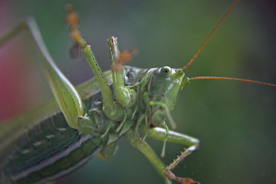 low angle macro of a green grasshopper
