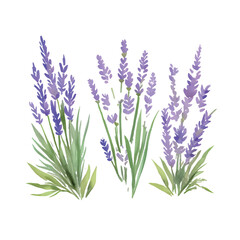 bunches of lavender watercolor on white background