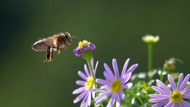 Bee flying and testing a little flower with its antennae. Slow-motion. purple violet daisy flower. Funny bee