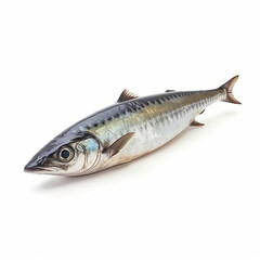 Fresh sea fish mackerel, close-up isolated on white, wholesome healthy food, seafood, omega-3 source