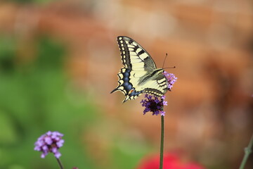 Papilio machaon. Old World Swallowtail butterfly. Purple flowers, Verbena bonariensis.