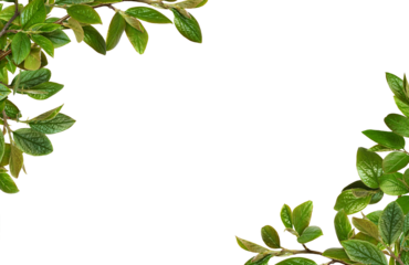 Twigs with green leaves in a floral corner arrangements isolated on white or transparent background