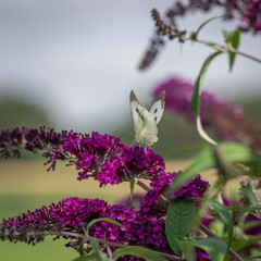 Großer Kohlweißling