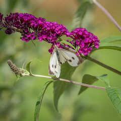 Großer Kohlweißling