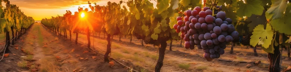 Foto op Plexiglas Panoramic view of vineyard with ripe red grapes at sunset, Tuscany, Italy. © mandu77