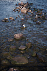 Seagull birds on stones in the sea.