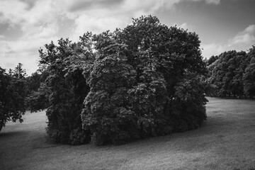 Beautiful large trees in a park with a neatly trimmed lawn in summer.