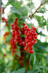A branch of red currant. Harvesting, natural farming.