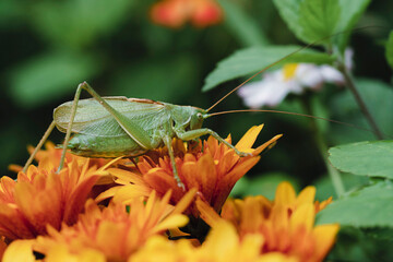 Large locusts on the flowers.