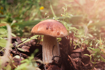 Image of boletus .Concept of mushroom picking, silent huntin