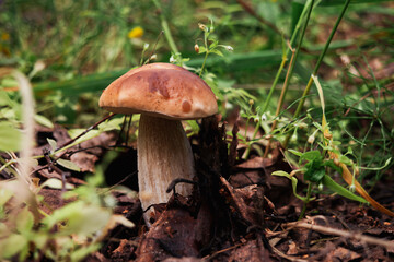 Image of boletus .Concept of mushroom picking, silent huntin