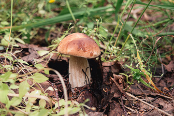 Image of boletus .Concept of mushroom picking, silent huntin