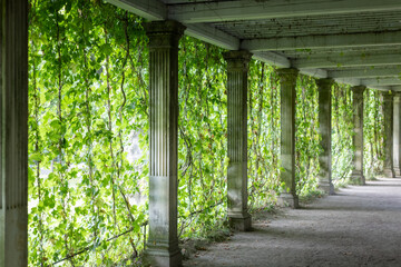 Tunnel-corridor of marble columns and green ivy in the park.