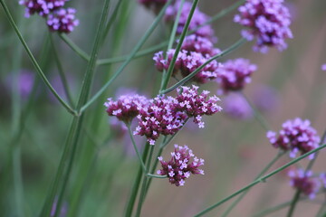 Purple flowers on a green background. Verbena bonariensis.