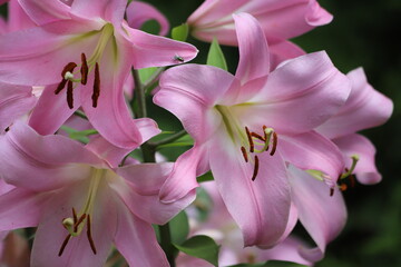 Pink lilly in the garden, Lilium flowers.