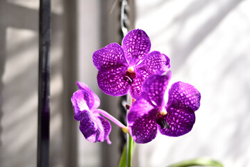 VANDA, ORQUIDEA