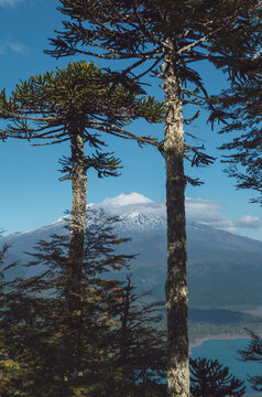 Volc&aacute;n Llaima entre mileniales coniferas