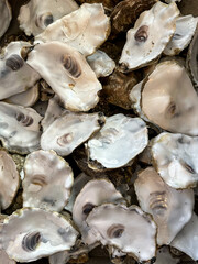 A pile of discarded oyster shells at Whitstable beachfront in Kent, England, UK