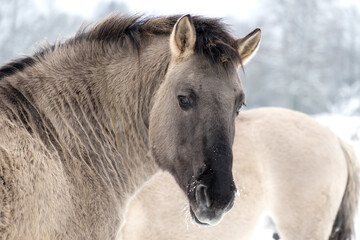 Portrait of a stallion in snow and dry grass in winter. Wild horses are looking for food in winter. Tarpans are beautiful wild horses.