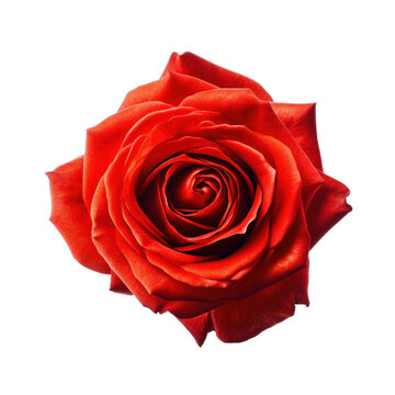 A perfect red rose isolated on a transparent background