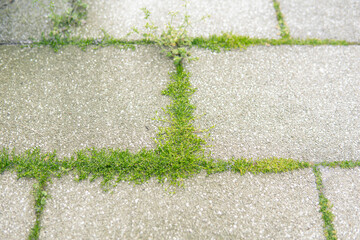 detail of small weeds growing between pieces of paving stones