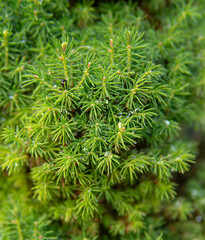 detail of rain drops on small needles of a tree