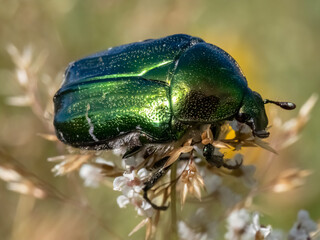 Close-up with Cetonia aurata bug in natural environment