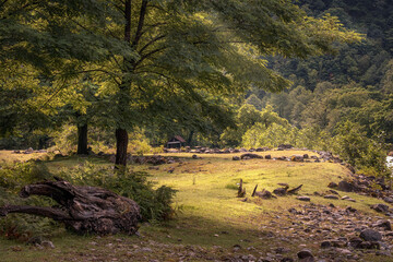 Fototapeta premium Hazel on the bank of the mountain Machakhlitskali river