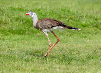 Red-legged Seriema  on a grassy field 