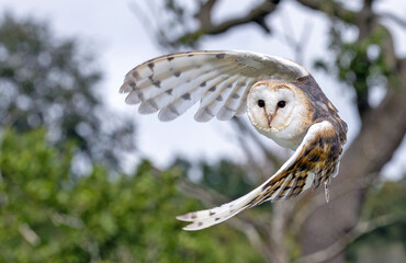 A barn owl in flight. Photograph taken in England, United Kingdom