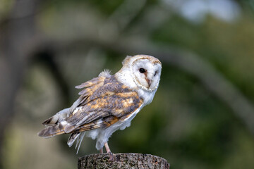 A Barn Owl perched on a chopped tree
