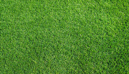 Texture green grass. Football turf