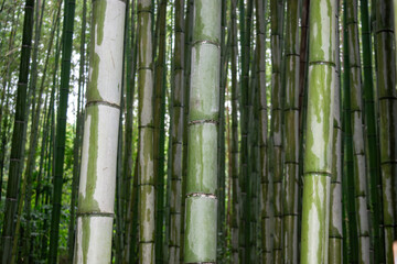 bamboo forest close up