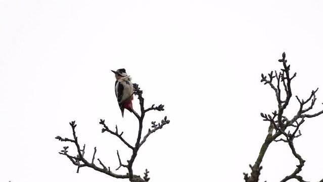 A great spotted woodpecker (Dendrocopos major) sitting in the top of a tree