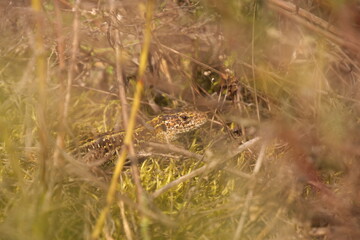 a lizard in the bushes