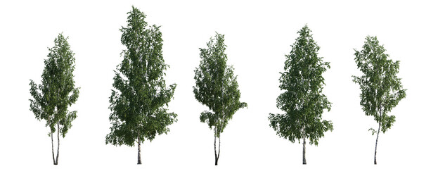 Set of Birch trees betula trees isolated png in sunny daylight on a transparent background perfectly cutout
