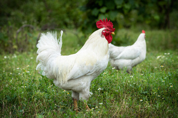 Portrait of a white rooster and hen walking on a green lawn.