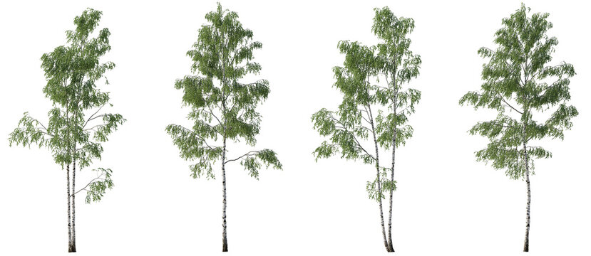 Set of Birch trees betula forest trees isolated png in sunny daylight on a transparent background perfectly cutout
