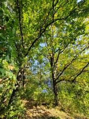 Trees in the forest during summer, autumn or winter.
