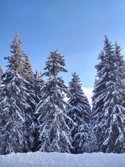 Trees in the forest during summer, autumn or winter.