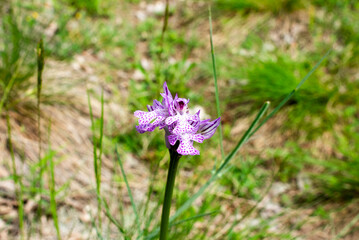 2023 04 29 Orgiano Neotinea tridentata 1