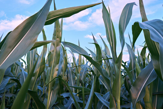 Many leaves of corn in the field close-up on the background of clouds. Selective focus